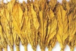 烟草是中药上品,关键看怎么抽,中医来教你!